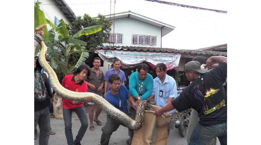 เจ้าหน้าที่ศูนย์วิทยุปทุมฯ นำงูที่จับมาไปปล่อยสู่แหล่งธรรมชาติ เจ้าหน้าที่ศูนย์วิทยุปทุมฯ นำงูที่จับมาไปปล่อยสู่แหล่งธรรมชาติ